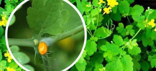 Iltze onddoak tratatzeko celandina