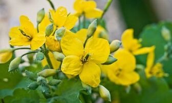 Hanken onddoa tratatzeko metodo folkloak